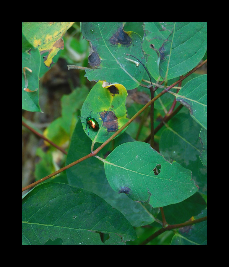 Photo titled Last Dogbane Beetle of the Season
