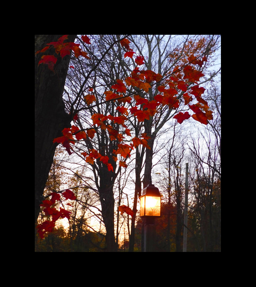 Photo titled Last Maple Leaves