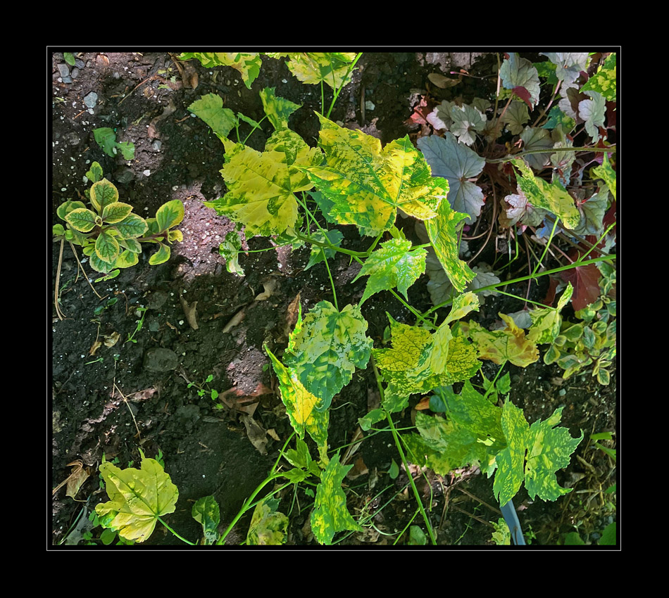 Photo titled Leaf Batik