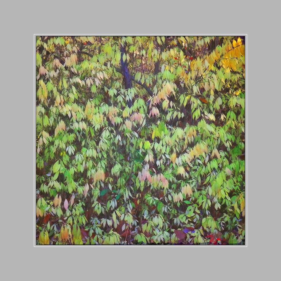 Photo titled Leaf Wall