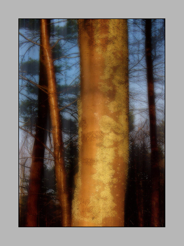 Photo titled Lichen At Sunset