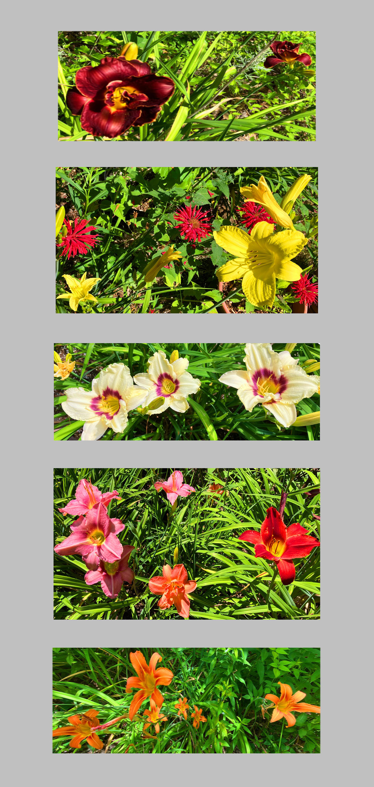 Photo titled Lilies