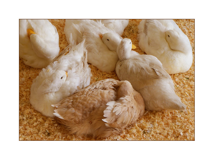 Photo titled Well, You're a Lively Crew