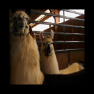 Thumbnail titled Llamas