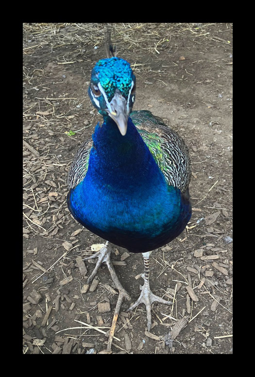Photo titled Here's Looking at You