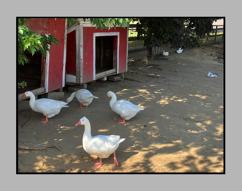 Photo titled Looking For Shade