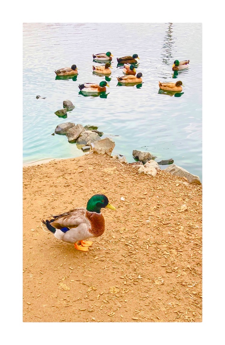 Photo titled Duck at McCray's Farm