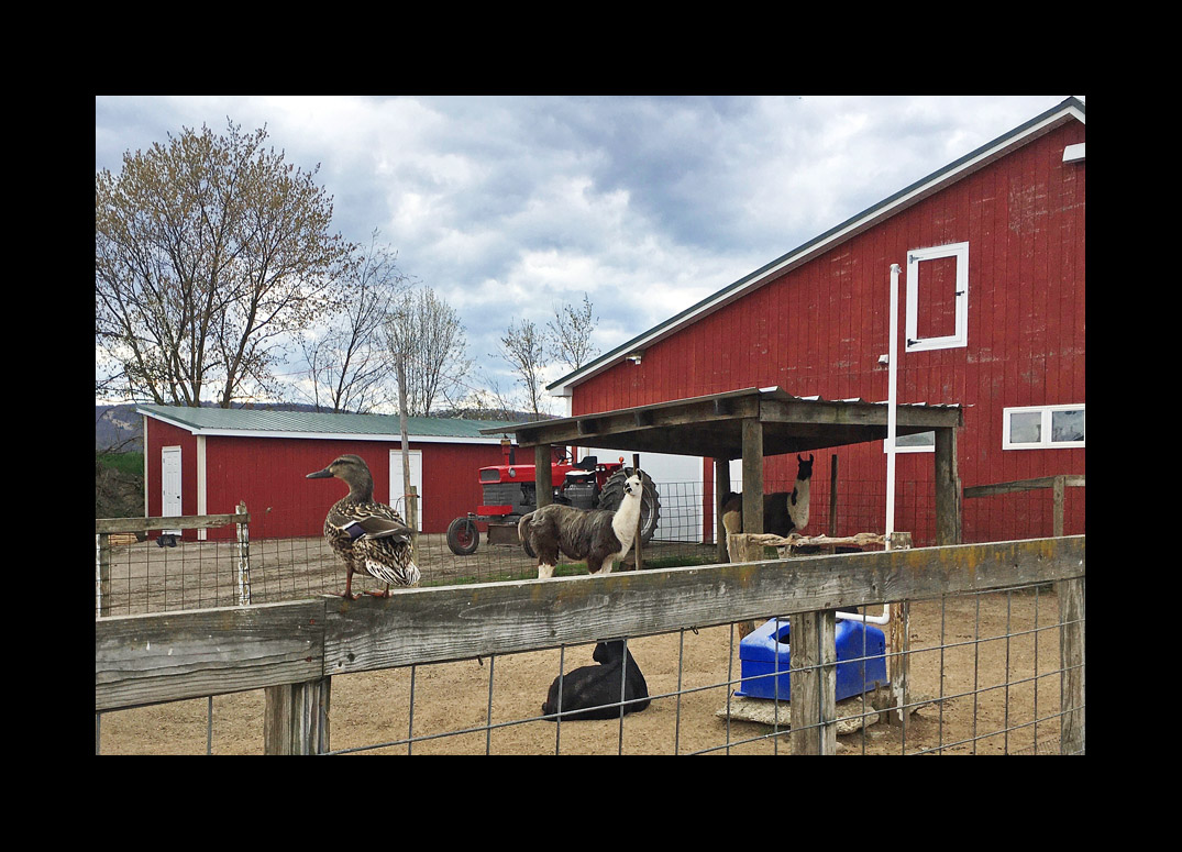 Photo titled April at McCray's Farm