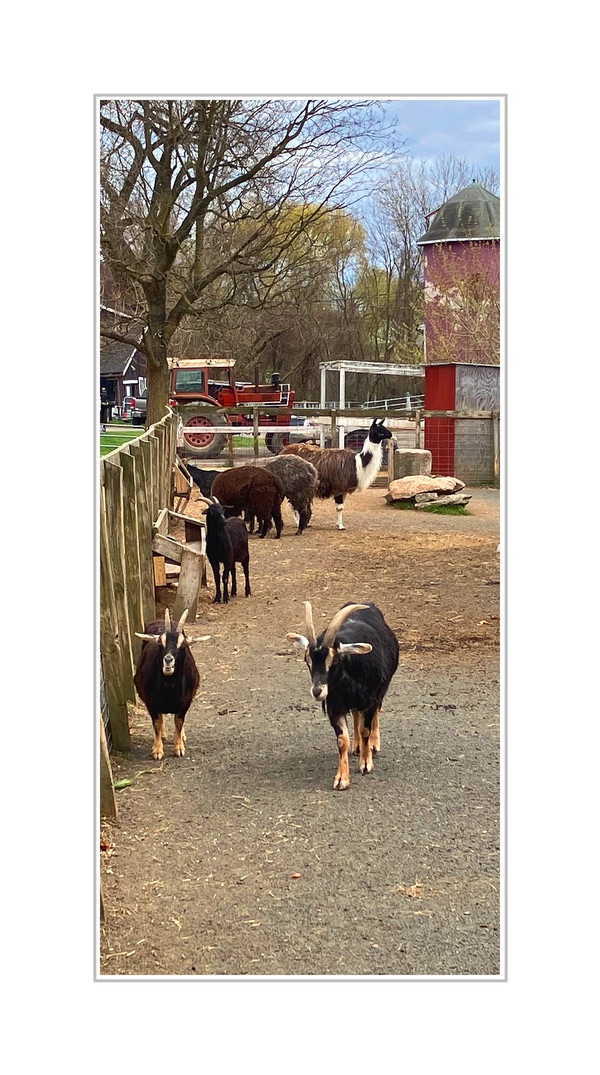 Photo titled McCray's Farm Yard
