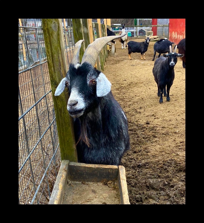 Photo titled Goat at McCray's Farm