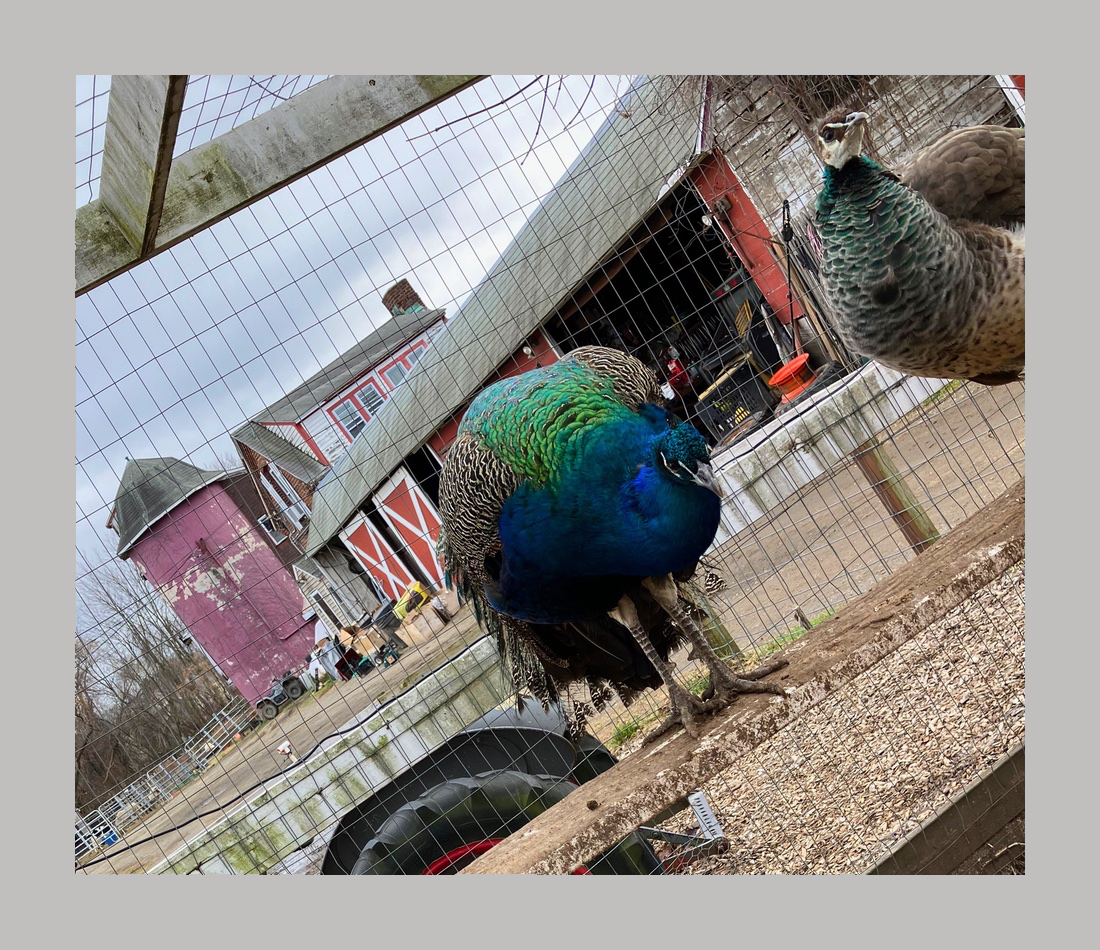 Photo titled Peacock at McCray's Farm