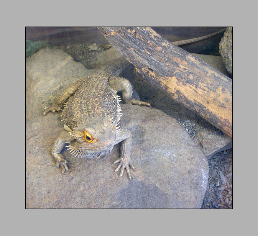 Photo titled Small Dragon
