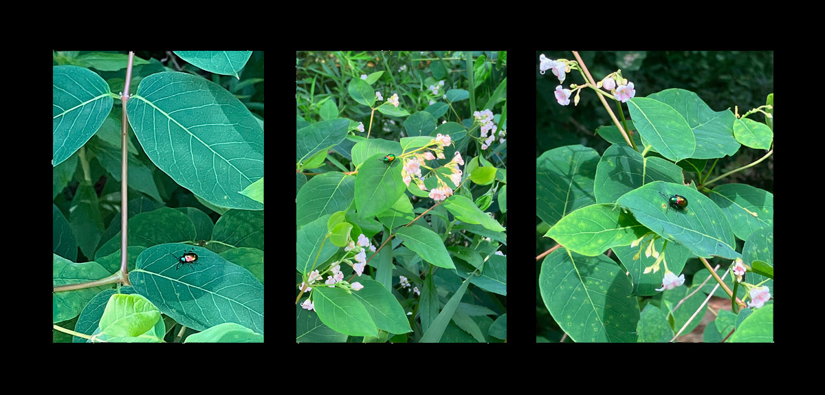 Photo titled More Dogbane Beetles