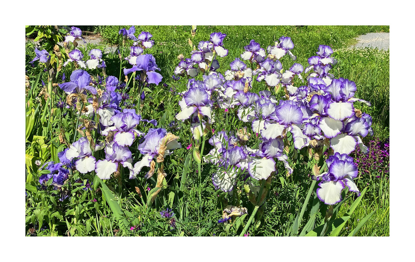 Photo titled More Irises