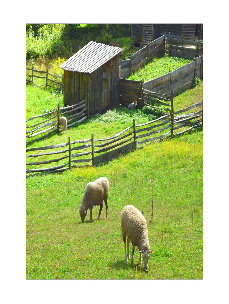 Photo titled More Sheep