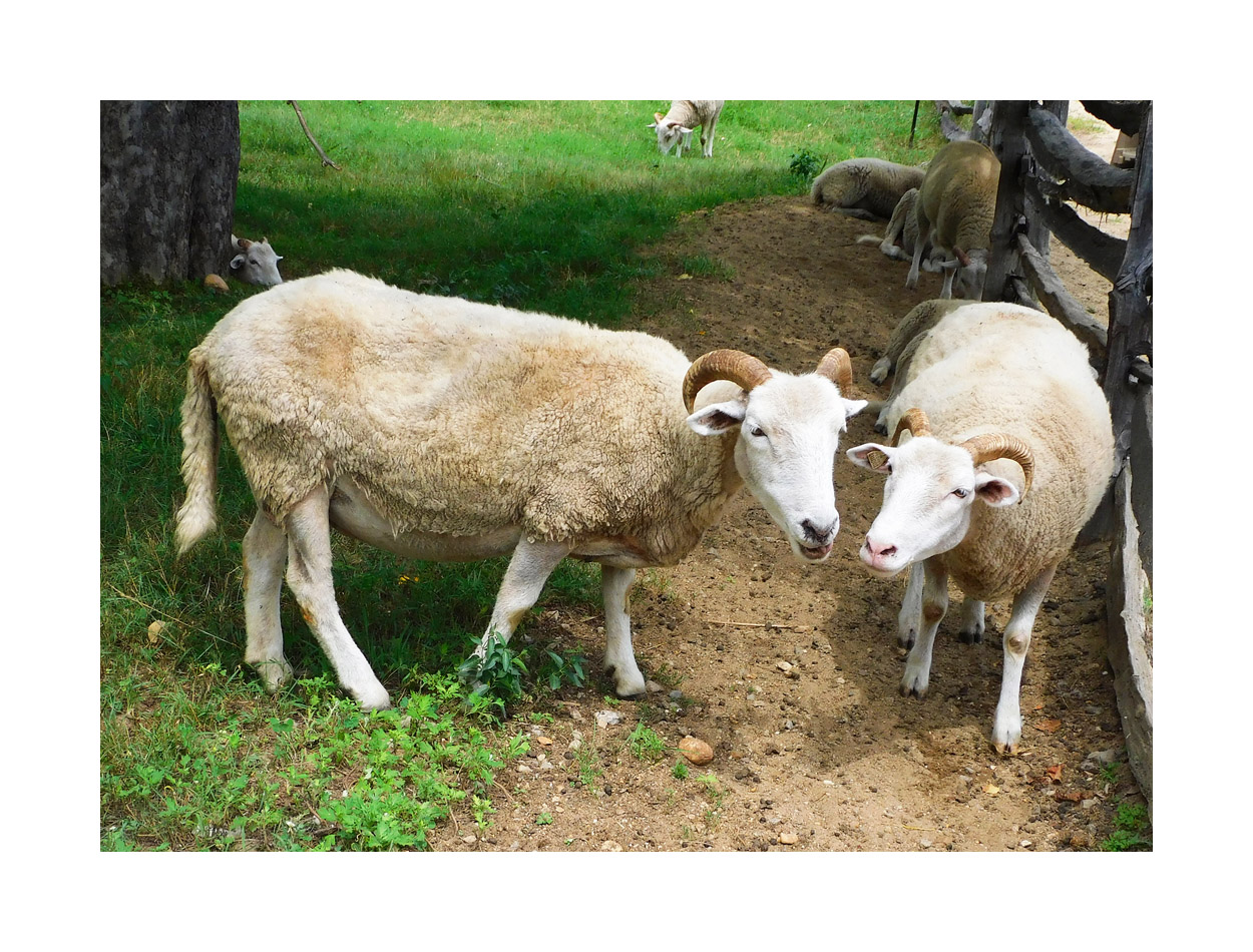 Photo titled Mugging For the Camera