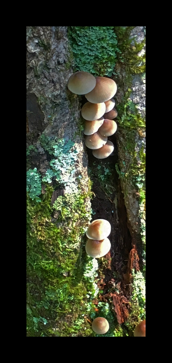 Photo titled Mushrooms 1