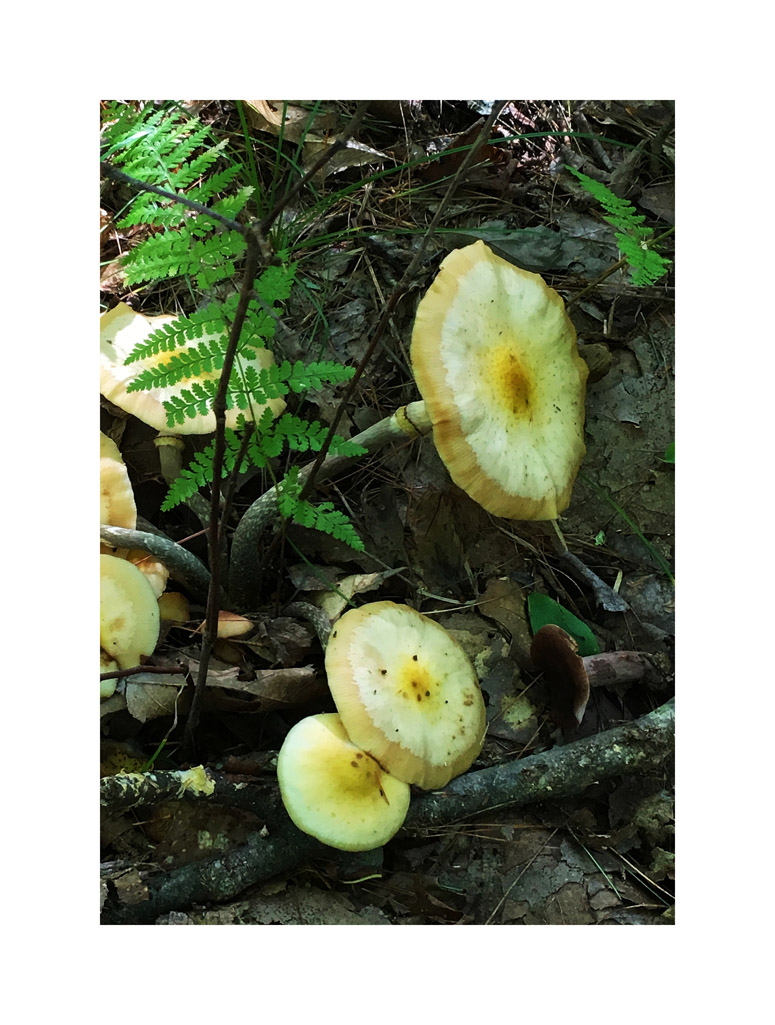 Photo titled Mushrooms 2