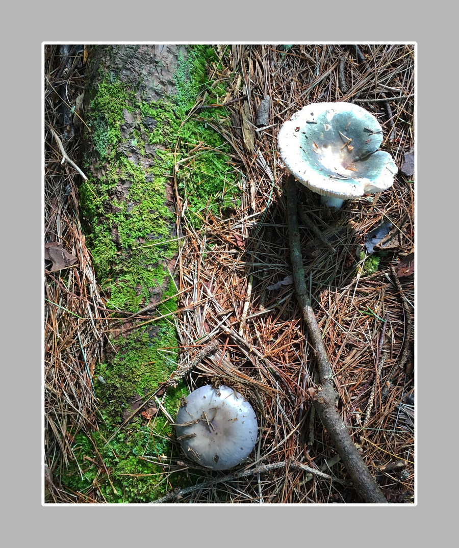 Photo titled Mushrooms 3