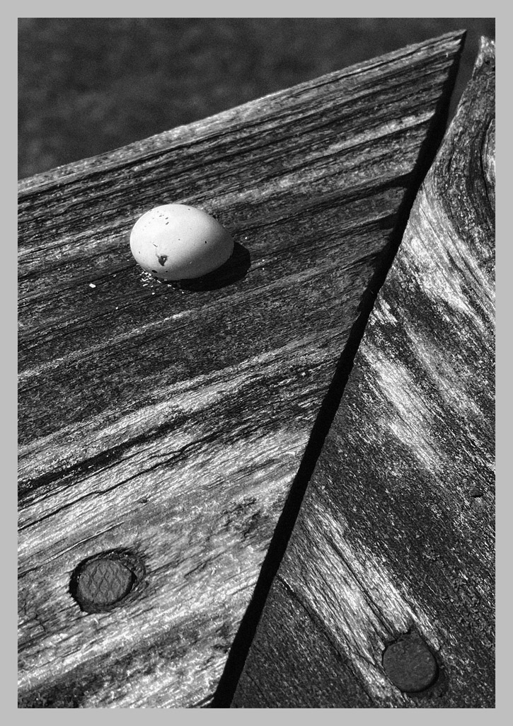 Photo titled Mystery Egg