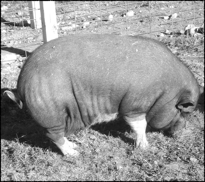 Photo titled Nevins Farm Pig