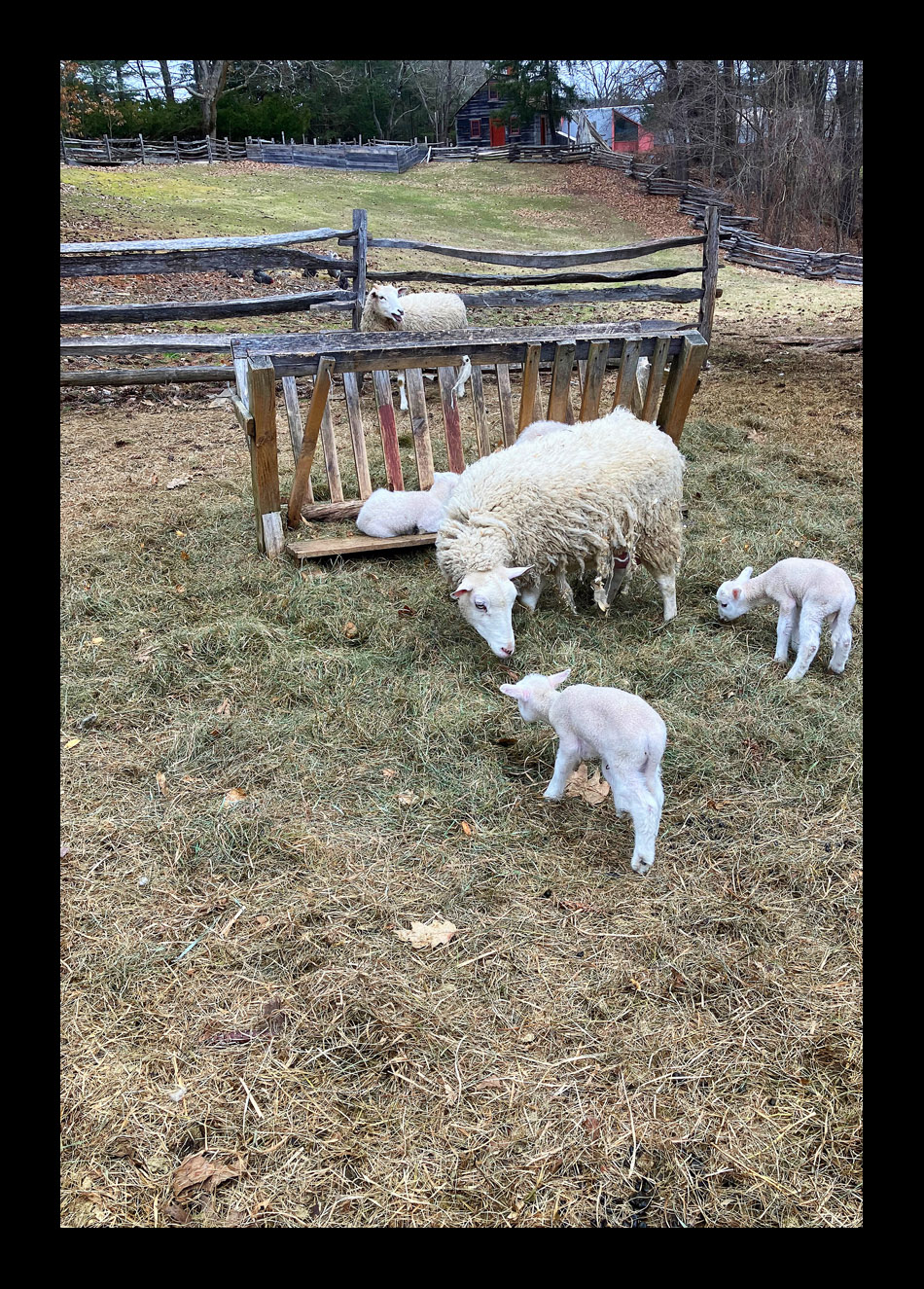 Photo titled New Lambs at Old Sturbridge Village