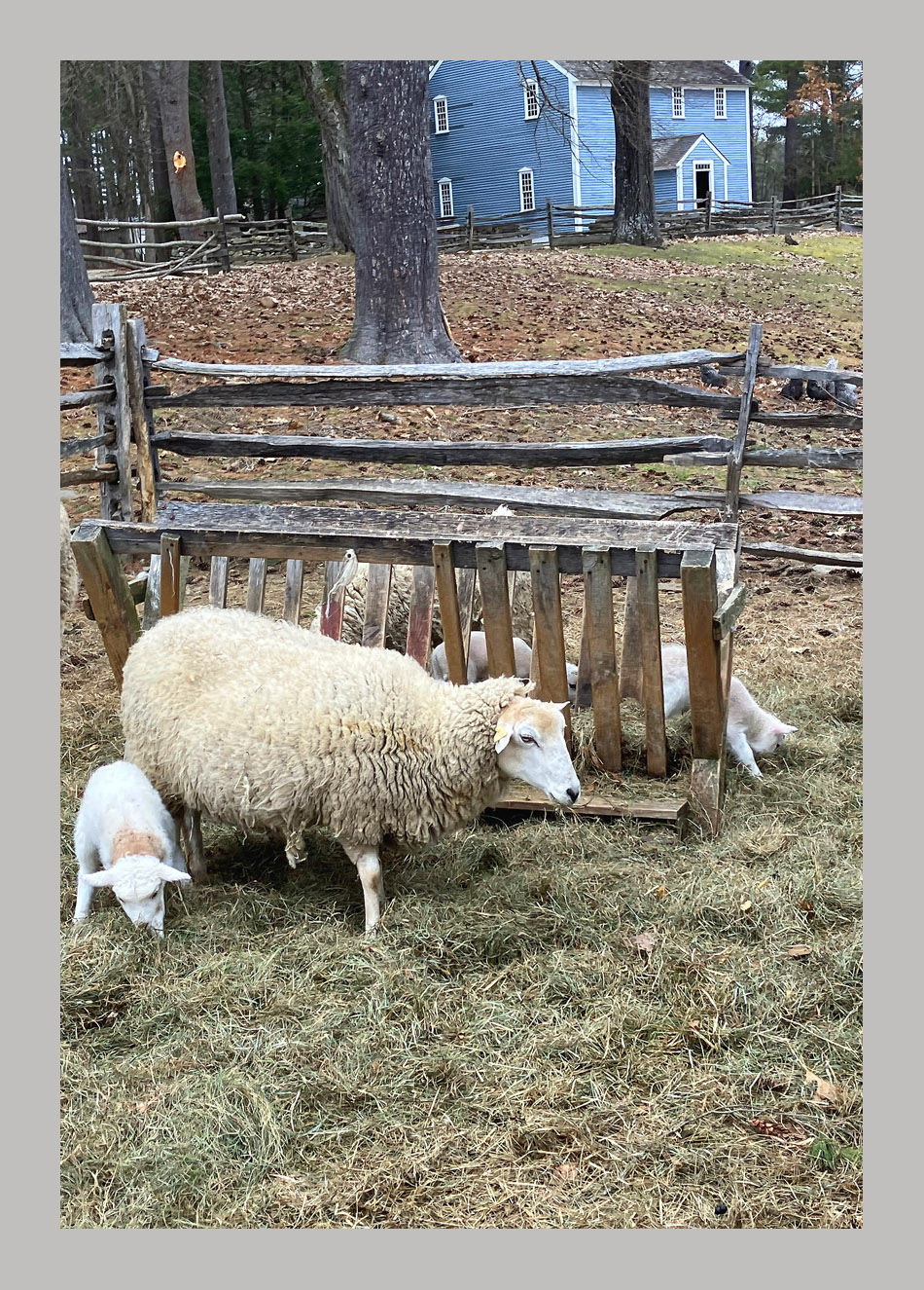 Photo titled New Lambs OSV 2