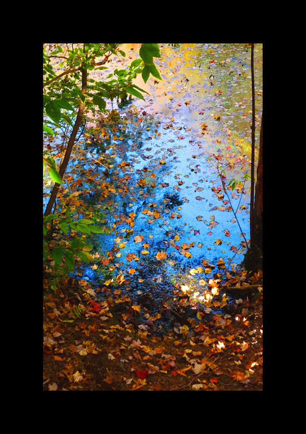 Photo titled October Leaves