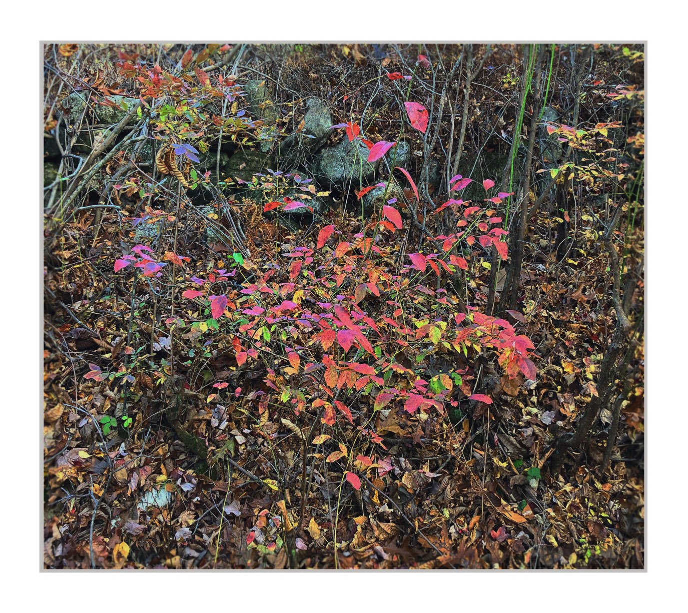 Photo titled October Colors