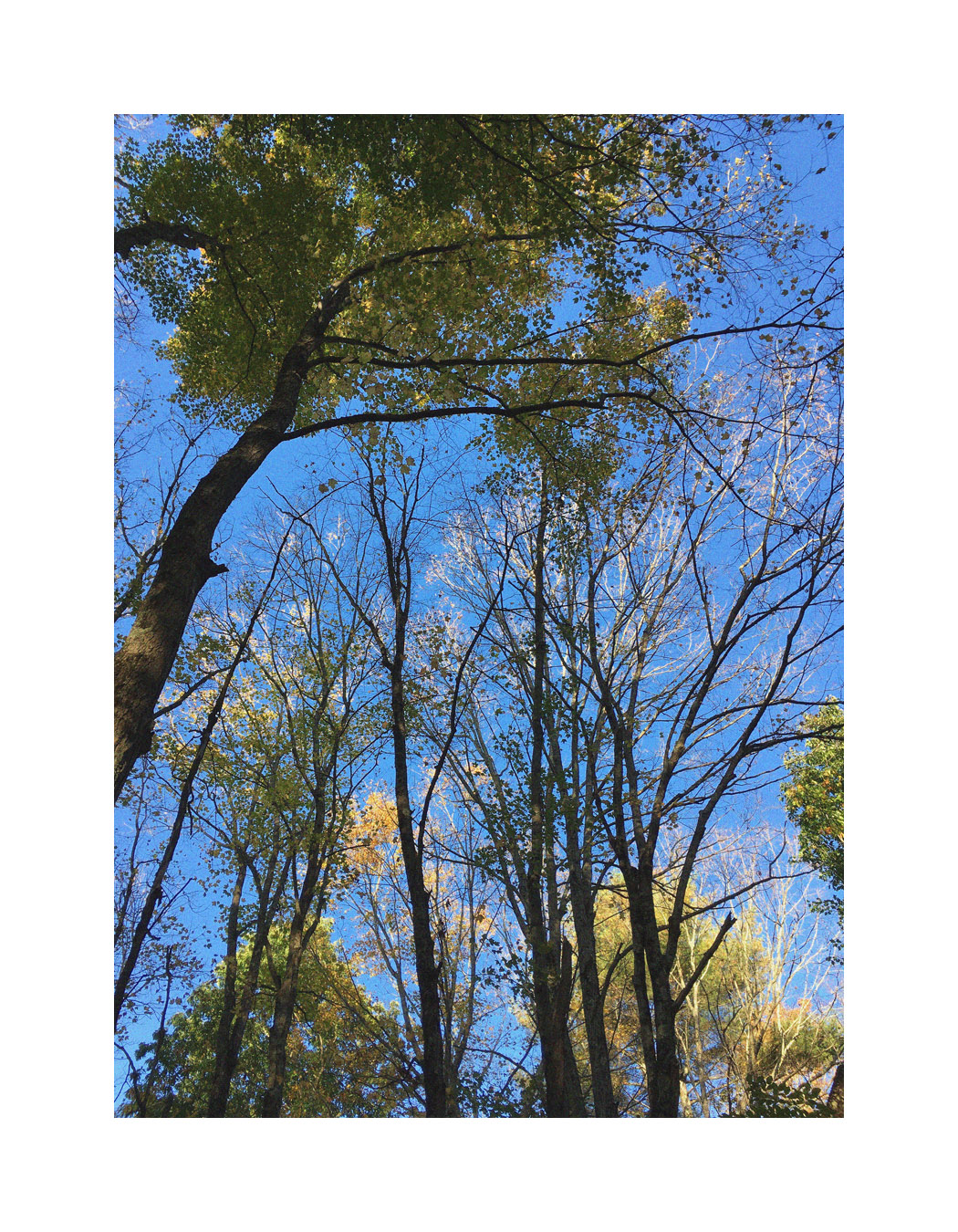 Photo titled October Treetops