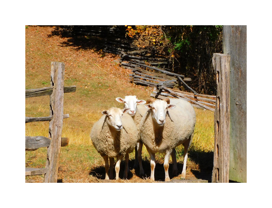 Photo titled Three Sheep