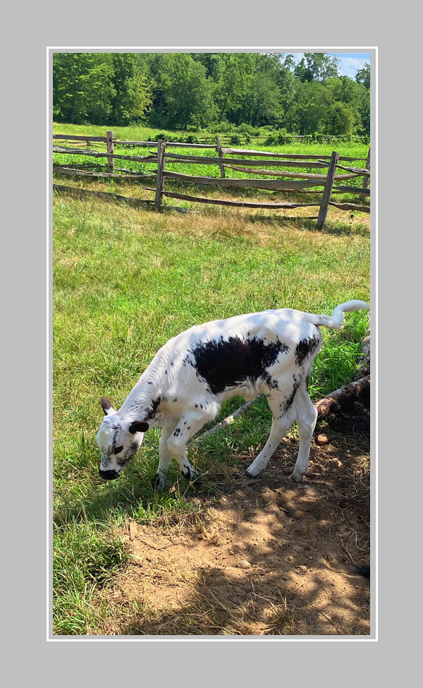 Photo titled OSV Calf