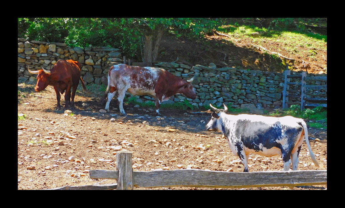 Photo titled Sturbridge Village Cattle 2024