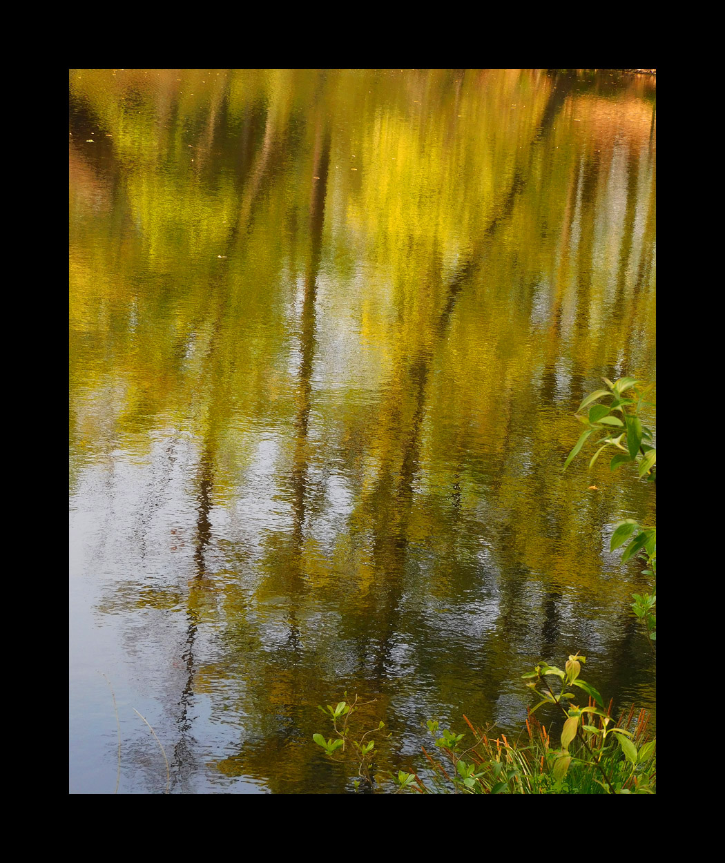 Photo titled OSV Pond 2021