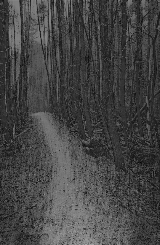 Photo titled Path Out of the Woods (Return to Hoo's Woods)