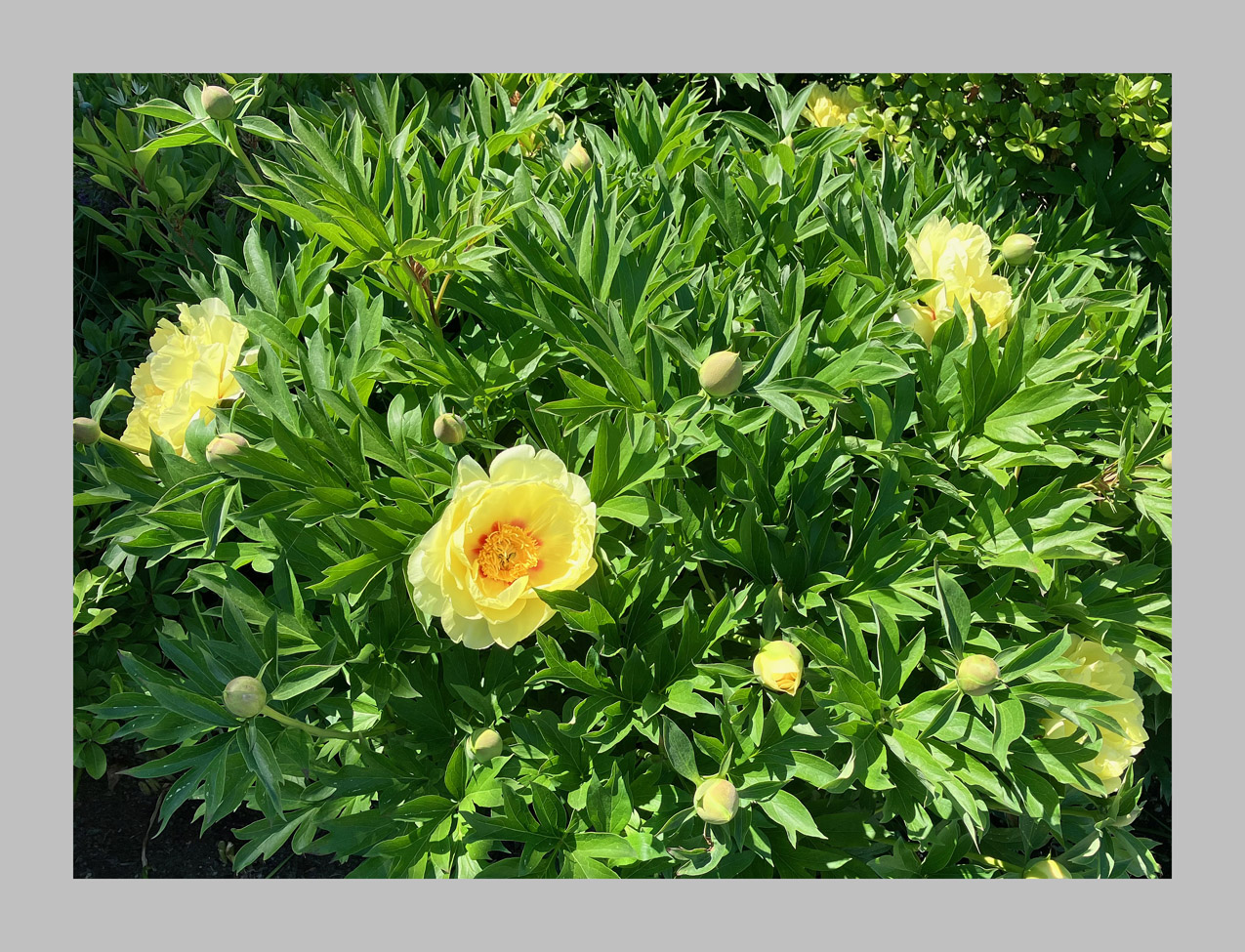 Photo titled Peony