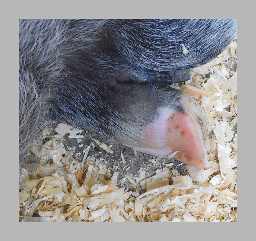 Photo titled Pig Foot