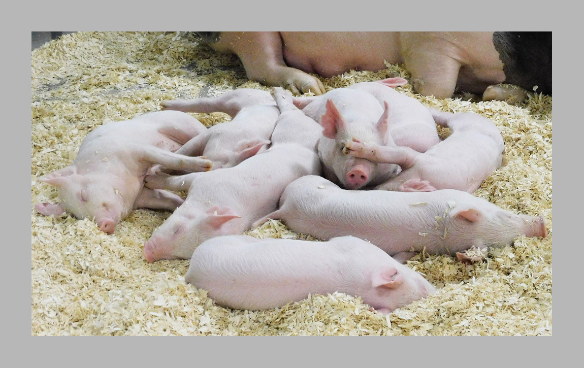 Photo titled Piglet Pile