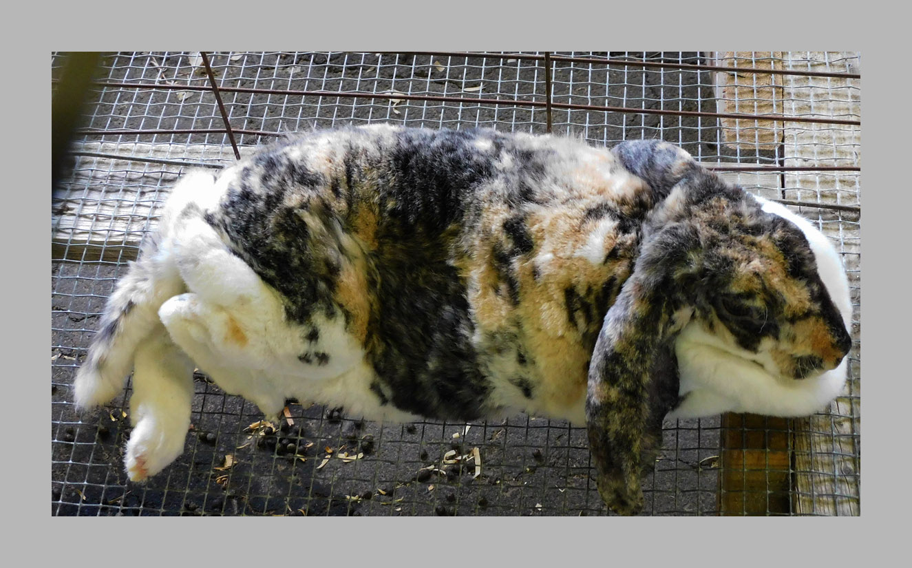 Photo titled Plush Rabbit