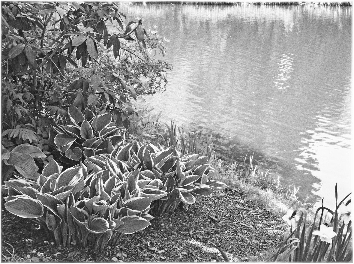 Photo titled Pond Bank