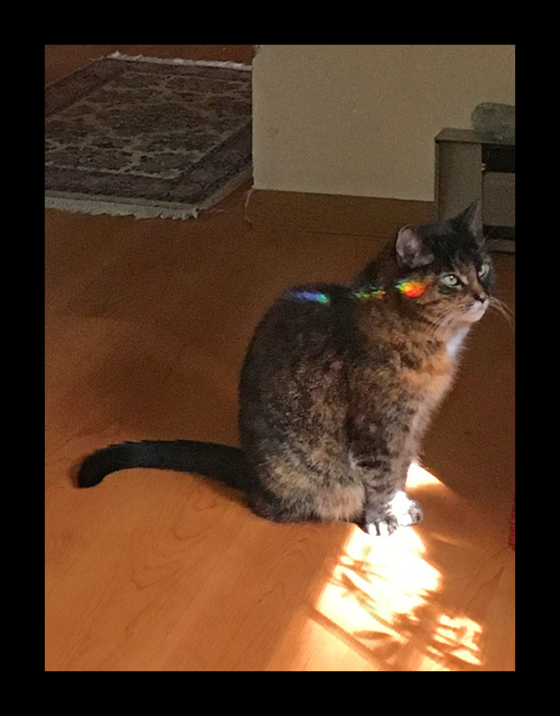 Photo titled Prism Cat