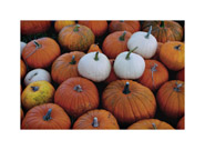 Thumbnail titled Pumpkins