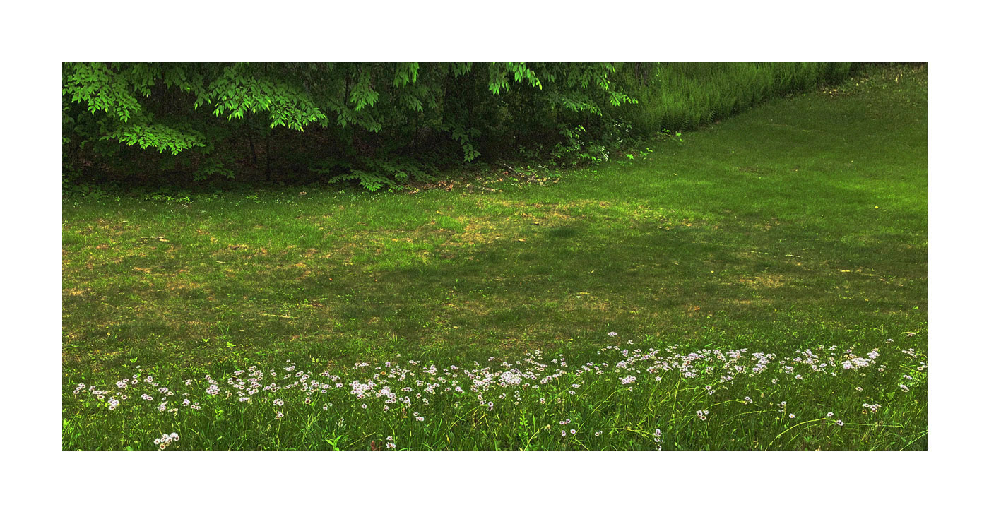 Photo titled Line of Daisies