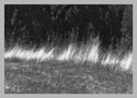 Thumbnail titled Quabbin Reservoir Grasses