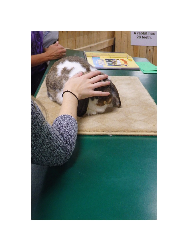 Photo titled Rabbit Demo