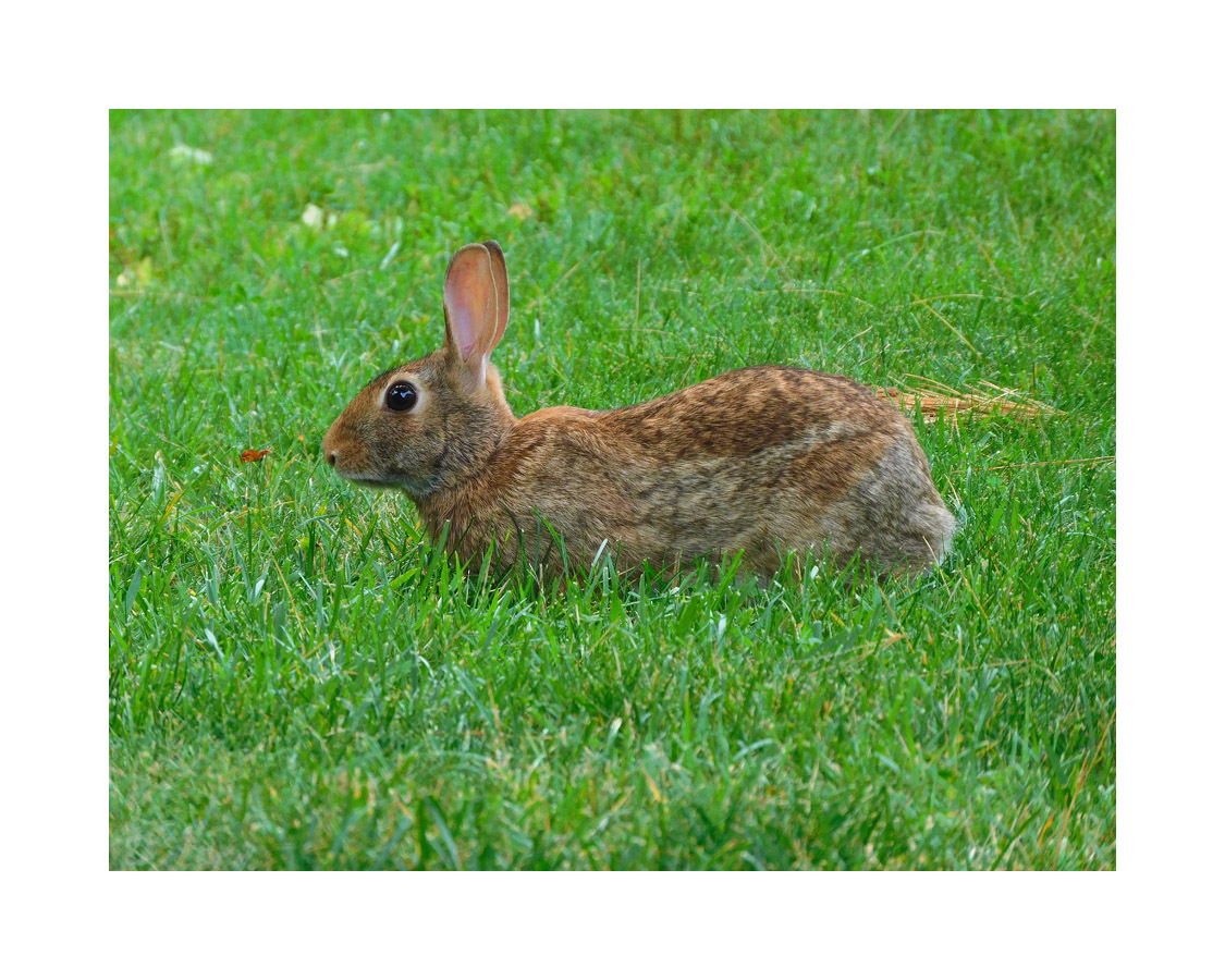 Photo titled Rabbit in the Grass