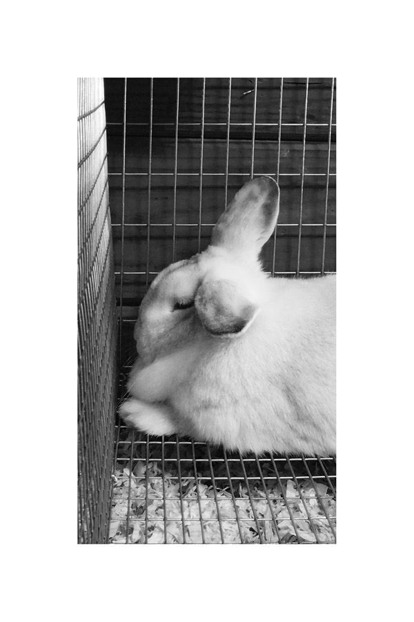 Photo titled Rabbit in Profile at 2026 Big E