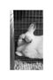 Thumbnail titled Rabbit in Profile at 2026 Big E