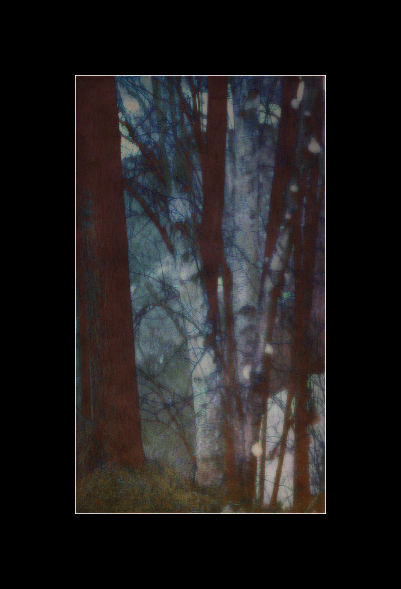 Photo titled Rackham Trees