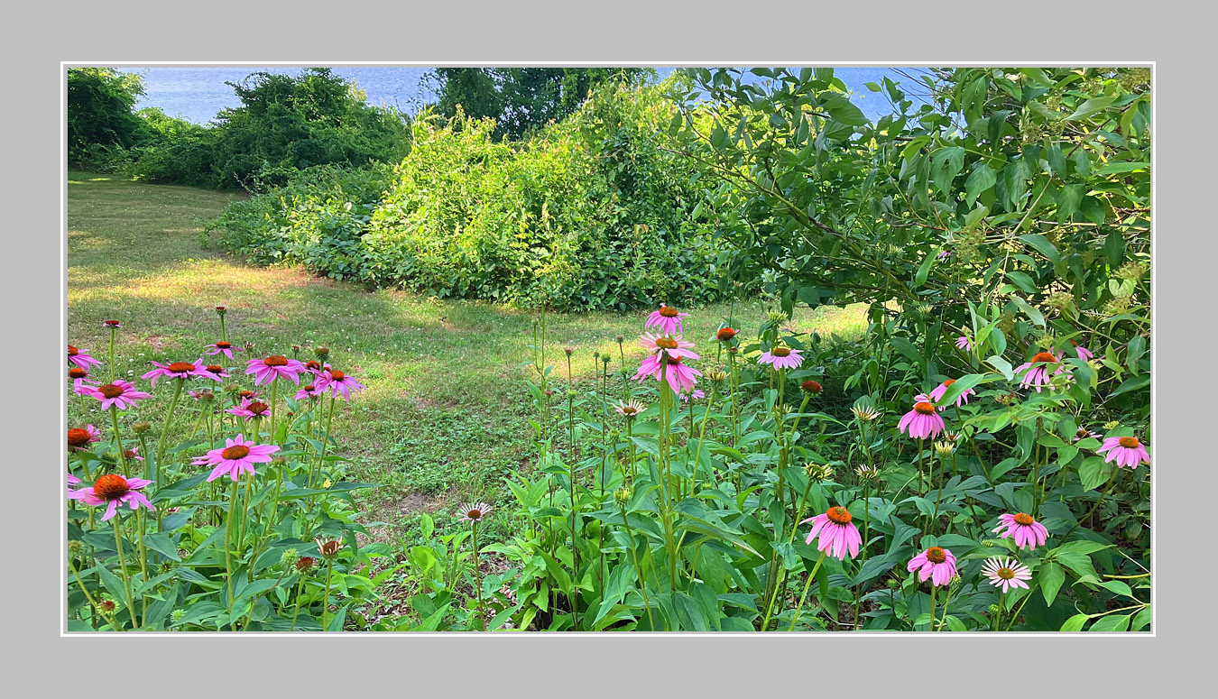 Photo titled Rain Garden Glade
